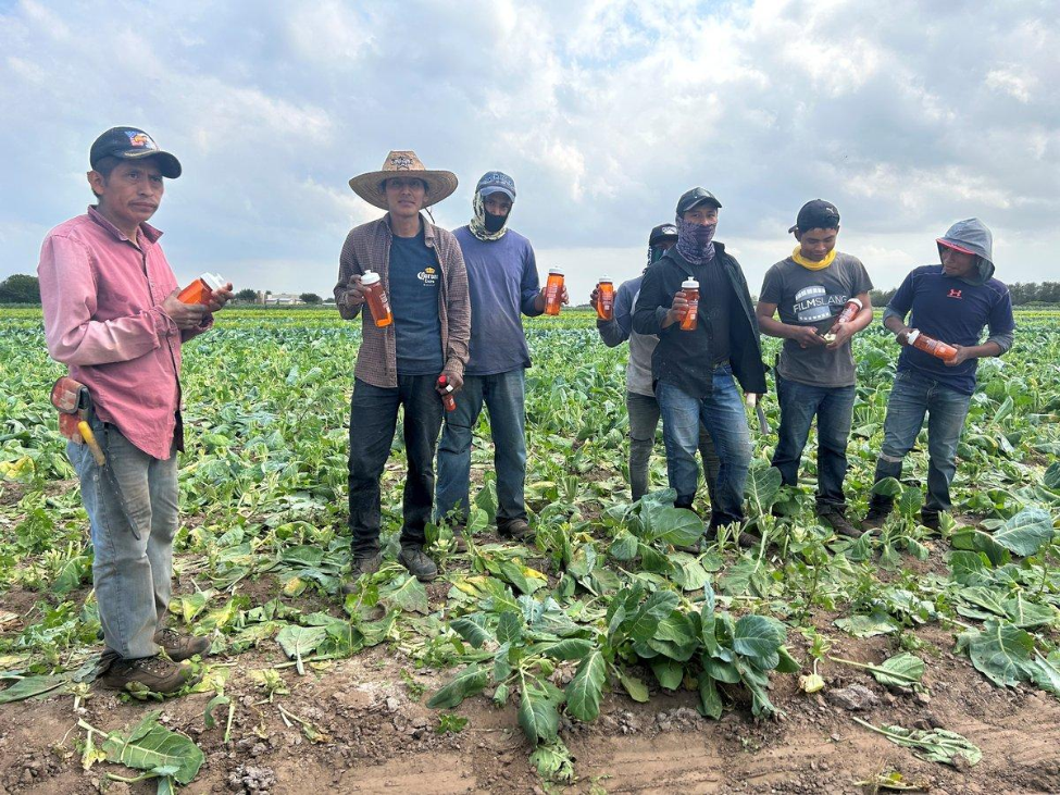 Agricultural workers in the fields of a farm in the Rio Grande Valley.